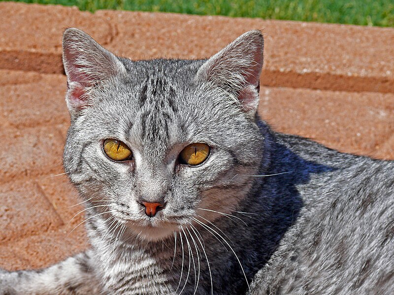 Ви бачили цих кішок? 4 породи з неймовірною зовнішністю